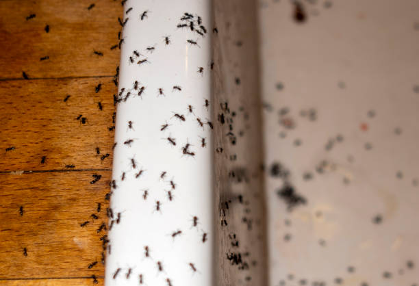 Spider Control Near Me in Salmon Creek, WA