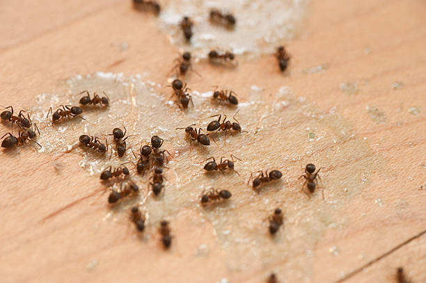 Best Exterminator Services  in Salmon Creek, WA