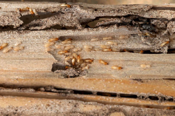 Best Mosquito Control Services  in Salmon Creek, WA